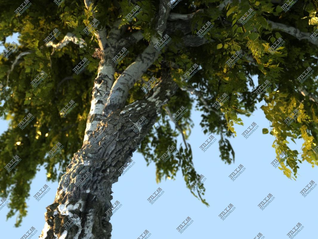 images/goods_img/202105072/Birch-Tree Animated 3D model/3.jpg